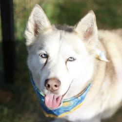 Shelter Stray Female Dog last seen Near BLOCK MIRA VISTA, 4710 TX-151, San Antonio, TX 78227, USA