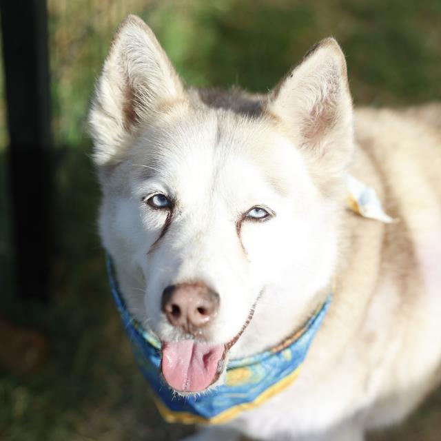 Shelter Stray Female Dog last seen Near BLOCK MIRA VISTA, 4710 TX-151, San Antonio, TX 78227, USA