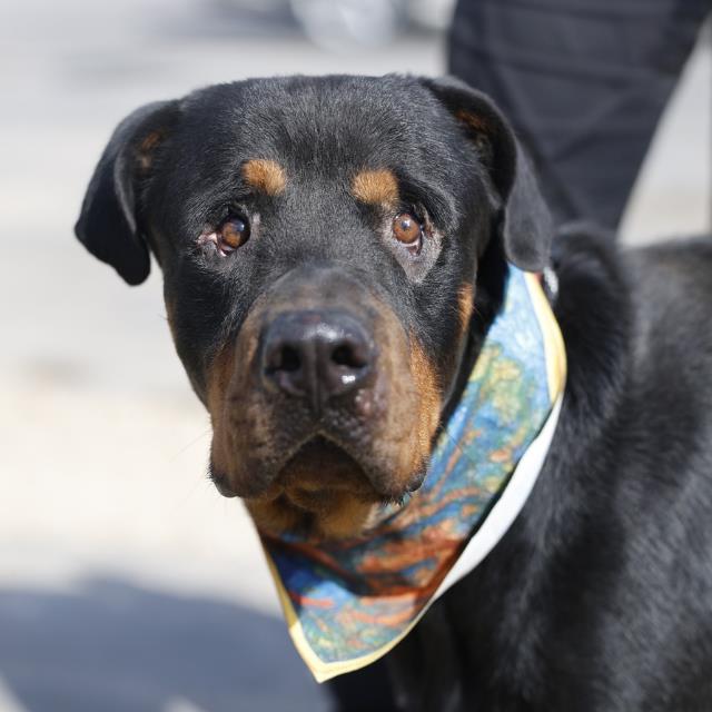 Shelter Stray Male Dog last seen Near BLOCK CENTER, 4710 TX-151, San Antonio, TX 78227, USA
