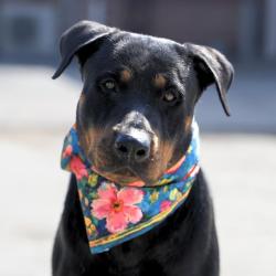 Shelter Stray Female Dog last seen Near BLOCK CENTER, 4710 TX-151, San Antonio, TX 78227, USA
