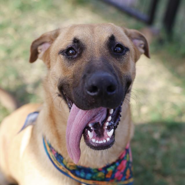 Shelter Stray Male Dog last seen Near BLOCK BRADLEY ST, 4710 TX-151, San Antonio, TX 78227, USA