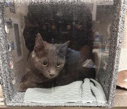 Shelter Stray Female Cat last seen ELK RIDGE WY / ELK CREEK CT, 9150 Union Park Way, Elk Grove, CA 95624, USA
