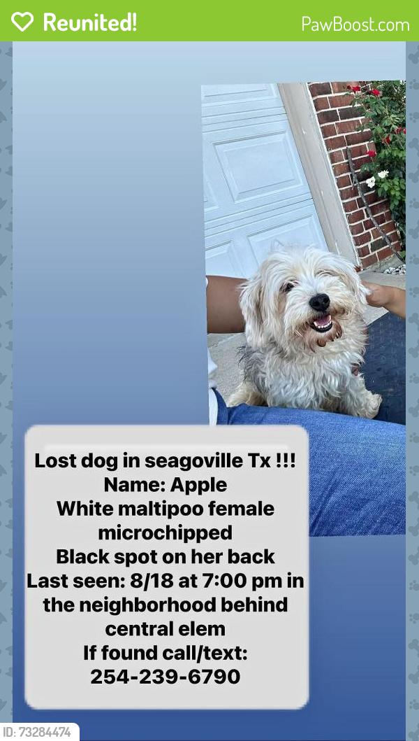 Reunited Female Dog last seen Near Shelby Dr, Seagoville, TX 75159, USA, Seagoville, TX 75159