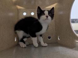 Shelter Stray Male Cat last seen Near BLOCK 42ND AVE S, AUBURN WA 98001, 21615 64th Ave S, Kent, WA 98032, USA