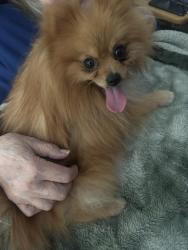 Reunited Female Dog last seen Brookhurst and Chapman, Garden Grove, CA 92840