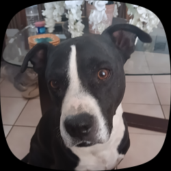 Reunited Male Dog last seen Alarcon & Saltillo, San Elizario, TX 79849