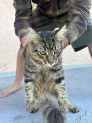 Reunited Male Cat last seen W Juno Ave, S Fann St, Anaheim, CA 92804