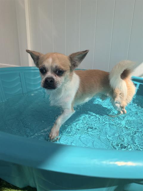 Shelter Stray Male Dog last seen CHARLOTTE, 8315 Byrum Dr, Charlotte, NC 28217, USA