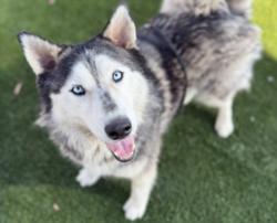 Shelter Stray Female Dog last seen , 3201 Lacy St, Los Angeles, CA 90031, USA