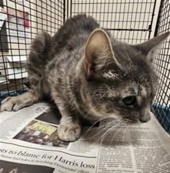 Shelter Stray Female Cat last seen , 3201 Lacy St, Los Angeles, CA 90031, USA