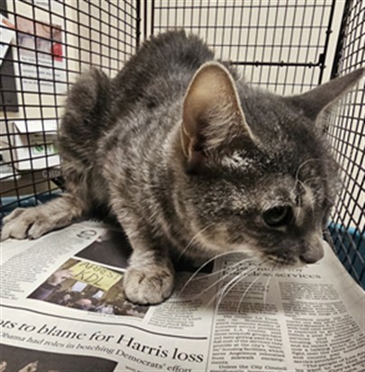 Shelter Stray Female Cat last seen , 3201 Lacy St, Los Angeles, CA 90031, USA
