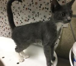 Shelter Stray Female Cat last seen Near BLOCK VALLEY SPRINGS PKWY, RIVERSIDE, CA 92507, 6851 Van Buren Boulevard, Jurupa Valley, CA 92509, USA