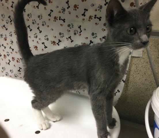 Shelter Stray Female Cat last seen Near BLOCK VALLEY SPRINGS PKWY, RIVERSIDE, CA 92507, 6851 Van Buren Boulevard, Jurupa Valley, CA 92509, USA