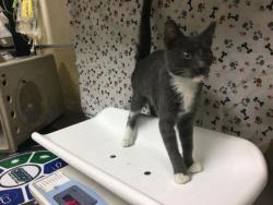 Shelter Stray Female Cat last seen Near BLOCK VALLEY SPRINGS PKWY, RIVERSIDE, CA 92507, 6851 Van Buren Boulevard, Jurupa Valley, CA 92509, USA