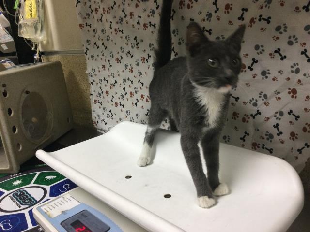 Shelter Stray Female Cat last seen Near BLOCK VALLEY SPRINGS PKWY, RIVERSIDE, CA 92507, 6851 Van Buren Boulevard, Jurupa Valley, CA 92509, USA