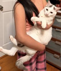 Reunited Male Cat last seen Division St Brockton Ma, Brockton, MA 02301