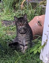 Reunited Male Cat last seen Brown Ave and Tri-Boro Expressway, Turtle Creek, PA 15145