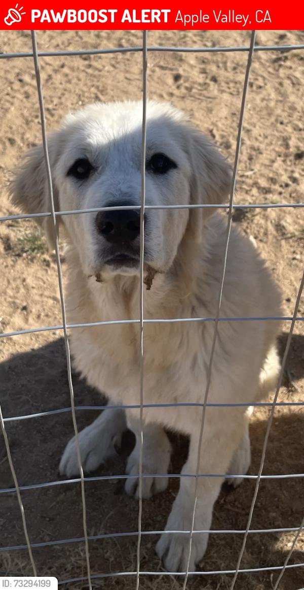 Lost Male Dog last seen Yucca Loma and Japatul, Apple Valley, CA 92307