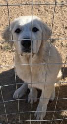 Lost Male Dog last seen Yucca Loma and Japatul, Apple Valley, CA 92307