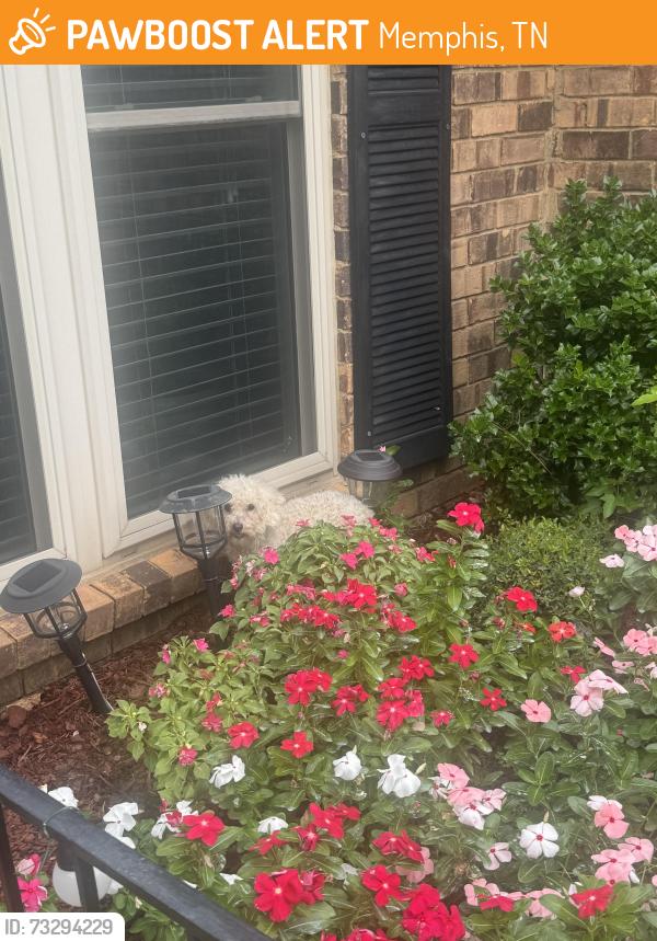 Found/Stray Unknown Dog last seen Baybrook, greenbook area, Memphis, TN 38134