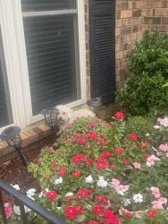 Found/Stray Unknown Dog last seen Baybrook, greenbook area, Memphis, TN 38134