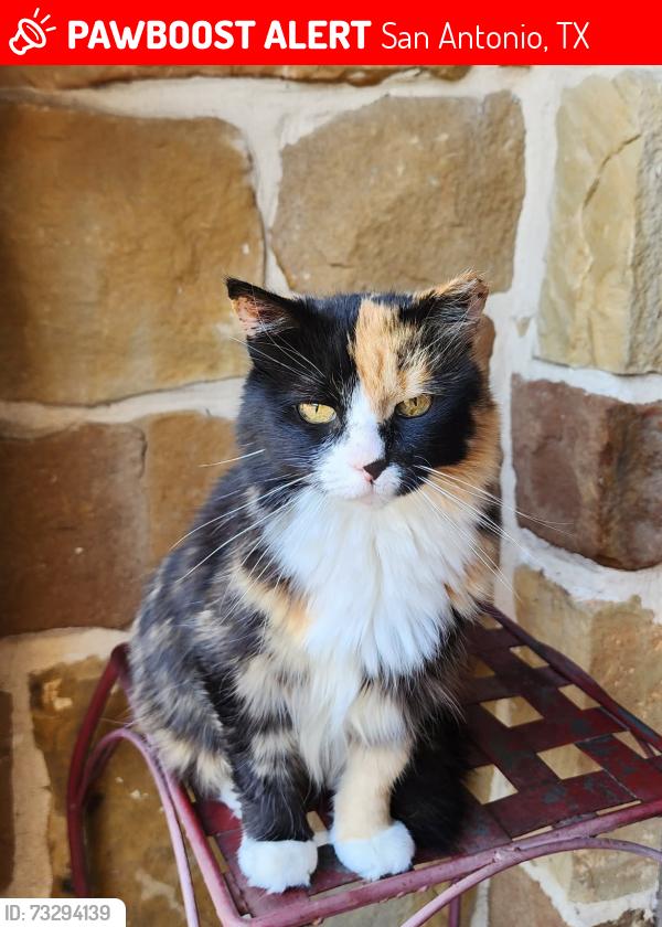Lost Female Cat last seen Wilderness Oak, San Antonio, TX 78258