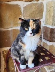 Lost Female Cat last seen Wilderness Oak, San Antonio, TX 78258