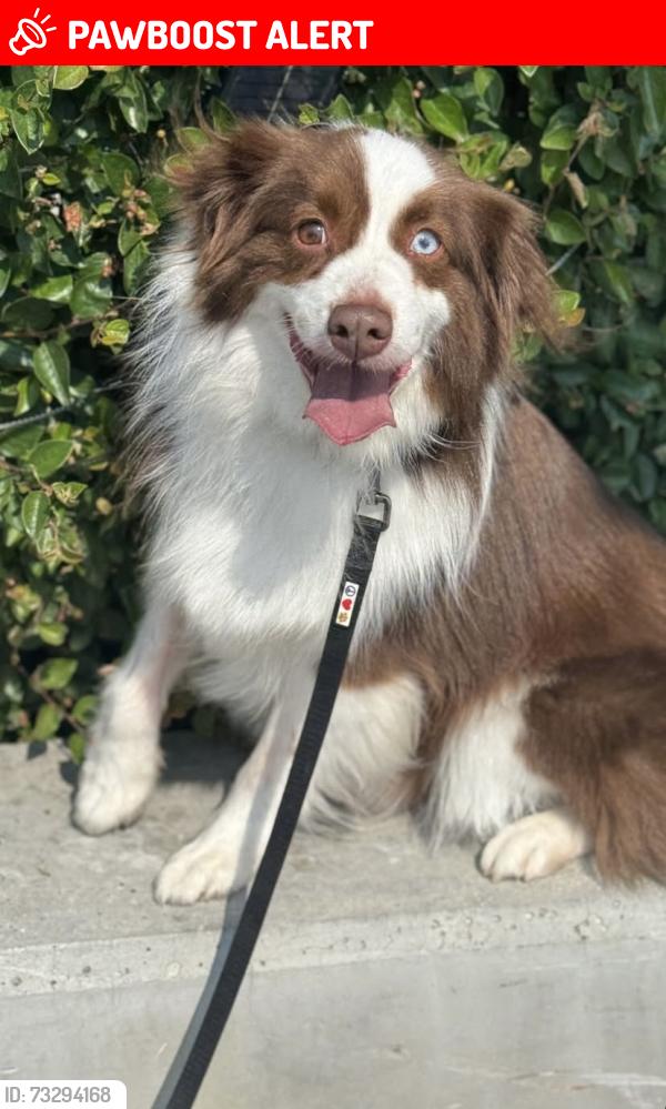 Lost Male Dog last seen Near Glenifer lake, Spruce View, AB T0M 0A7