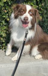 Lost Male Dog last seen Near Glenifer lake, Spruce View, AB T0M 0A7