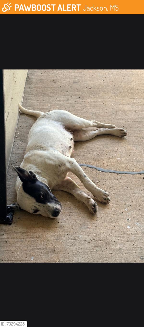 Found/Stray Female Dog last seen apmts, Jackson, MS 39209