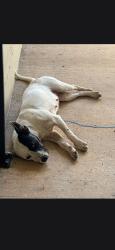 Found/Stray Female Dog last seen apmts, Jackson, MS 39209