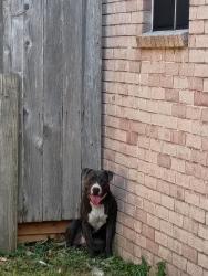 Reunited Male Dog last seen Saums, Houston, TX 77449