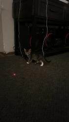 Lost Male Cat last seen Garfield elementary, Yakima, WA 98902