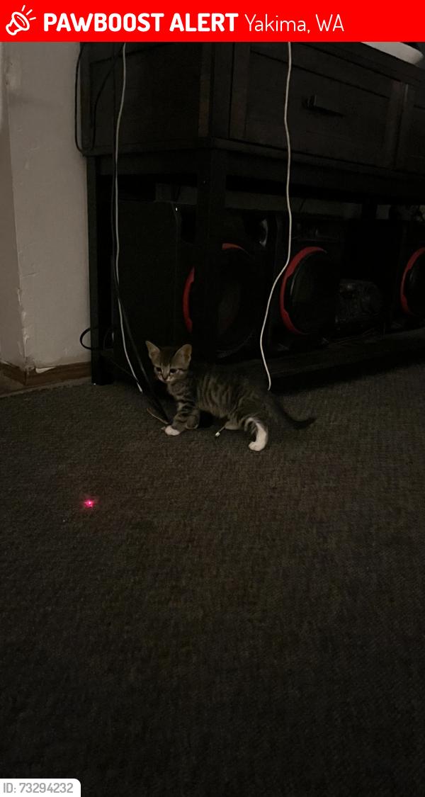 Lost Male Cat last seen Garfield elementary, Yakima, WA 98902