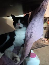 Lost Male Cat last seen Ben Franklin elementary, beacon road, south 2nd street, newark s, Newark, OH 43055