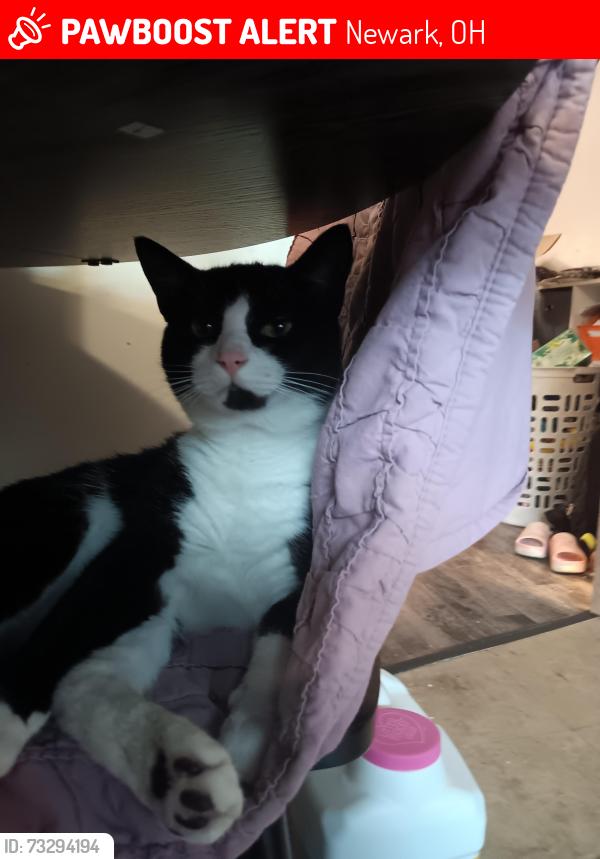 Lost Male Cat last seen Ben Franklin elementary, beacon road, south 2nd street, newark s, Newark, OH 43055