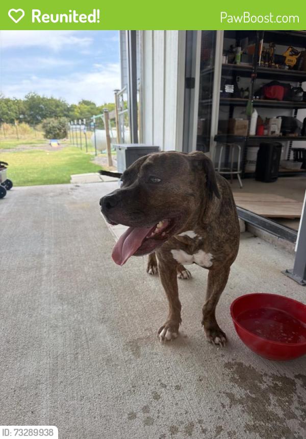 Reunited Male Dog last seen Near FM982, Princeton, TX 75407, USA, Princeton, TX 75407