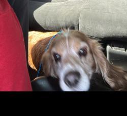 Reunited Male Dog last seen Near watercress drive, San Antonio, TX 78238