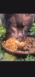 Lost Unknown Cat last seen Eastbourne Ave, Sairs Ave, Matilda Terrace, Long Branch, NJ 07740