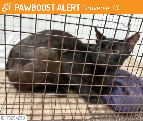 Found/Stray Unknown Cat last seen Walzem & 1604, Converse, TX 78109