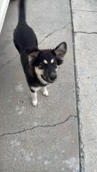 Reunited Female Dog last seen Near W Nancy dr, West Valley City, UT 84120