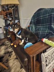 Lost Female Dog last seen Ralston creek trail, Arvada, CO 80005