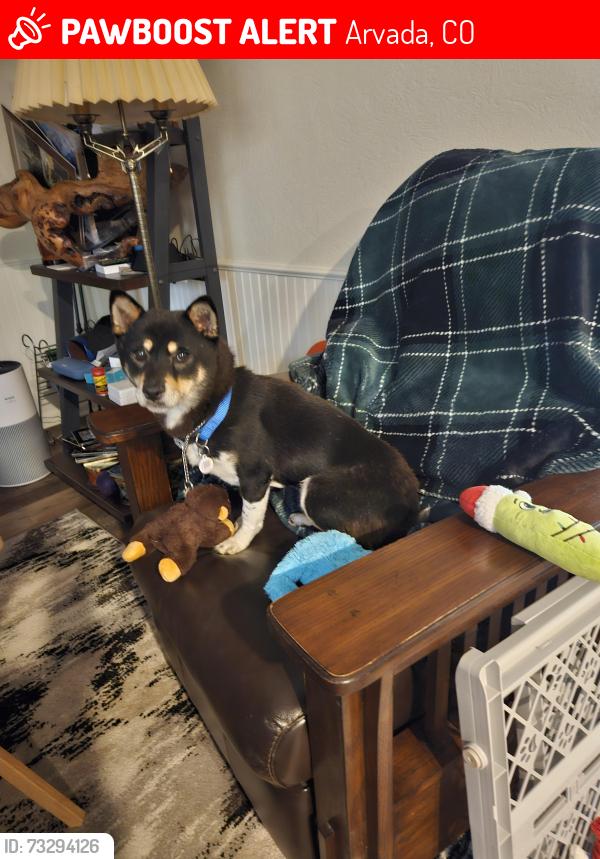 Lost Female Dog last seen Ralston creek trail, Arvada, CO 80005
