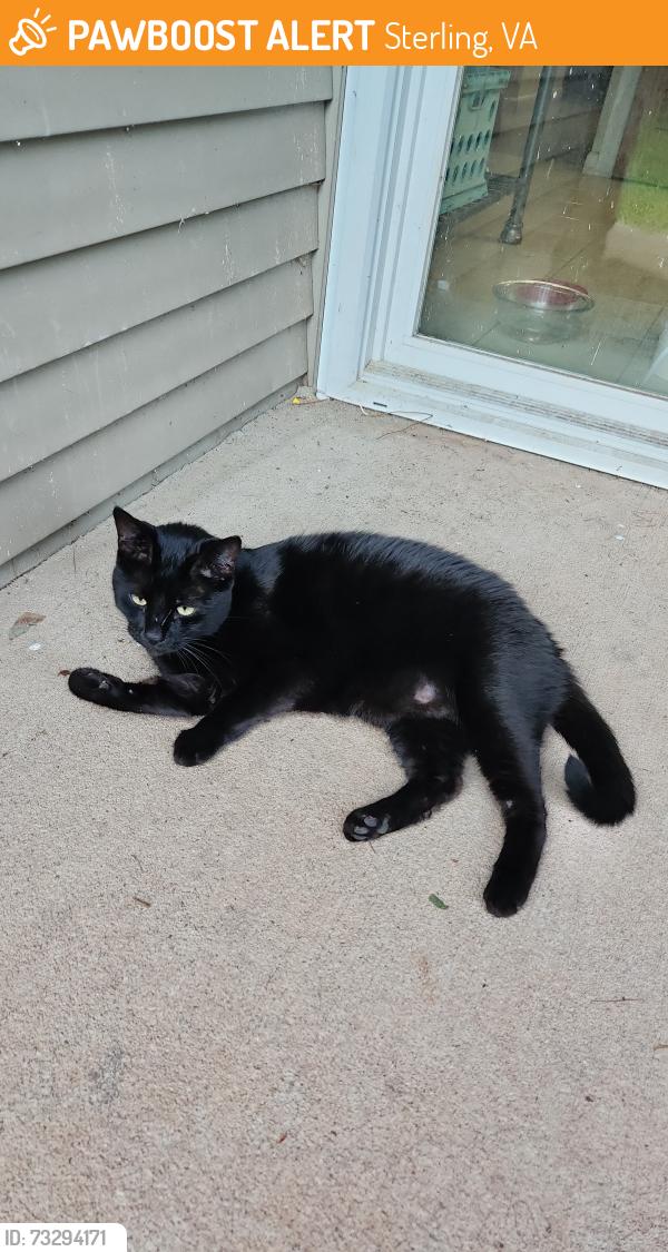 Found/Stray Unknown Cat last seen Near Avondale Drive, Sterling, VA 20164
