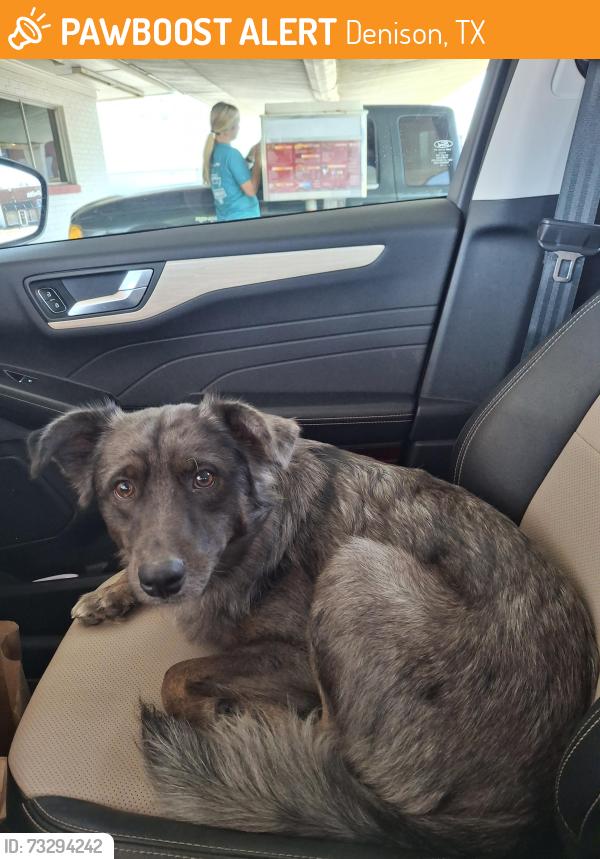 Found/Stray Male Dog last seen Crawford St and Harvey Lane, Denison, TX 75020