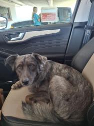 Found/Stray Male Dog last seen Crawford St and Harvey Lane, Denison, TX 75020