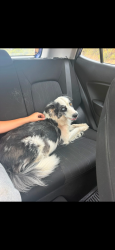 Found/Stray Female Dog last seen Midwest blvd and Draper rd, Oklahoma City, OK 73165