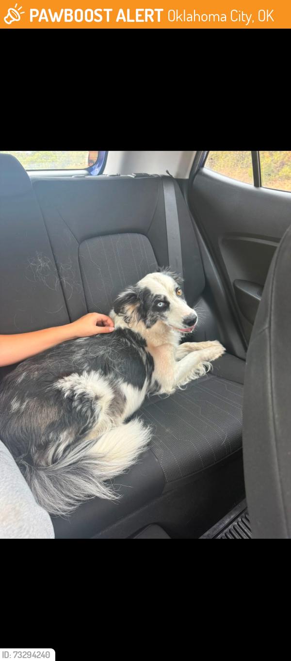 Found/Stray Female Dog last seen Midwest blvd and Draper rd, Oklahoma City, OK 73165