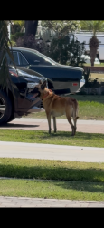 Reunited Male Dog last seen Hildreth Ave. & Michigan Ave., South Gate, CA, South Gate, CA 90280