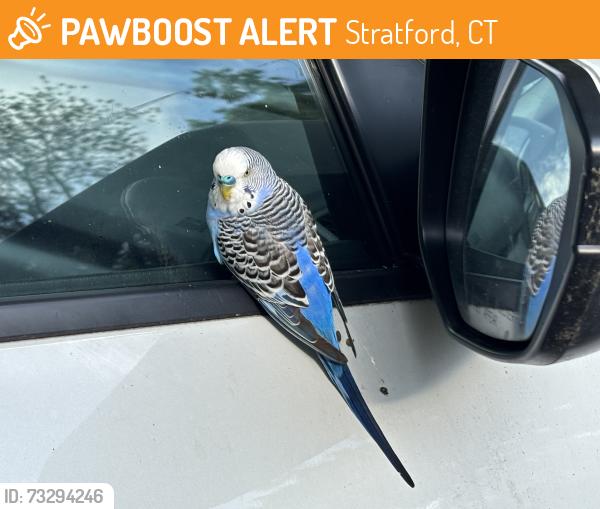 Found/Stray Unknown Bird last seen McNeil terrace, Stratford, CT 06614